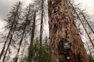 1499942507 puszcza kornik mos gov pl