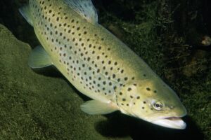 1505141774 pstrag potokowy wikipedia