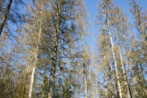 1506406965 puszcza bialowieska ms