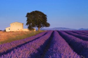 1527181759 lawenda prowansja youtube