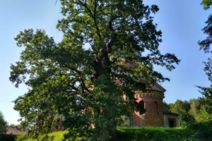 1551369141 dab jagiellon klubgaja pl kopia