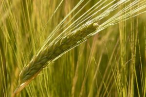 1579603149 barley field 8230 1280