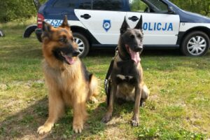 1581081577 psypolicyjne