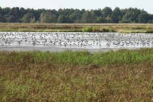 1581428770 ptaki energa