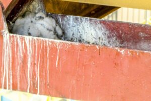 1589371930 sokol piskleta pge giek