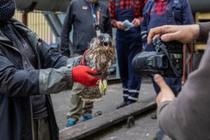 1590491289 sokoly belachtow