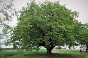 1593609729 lipa klub gaja