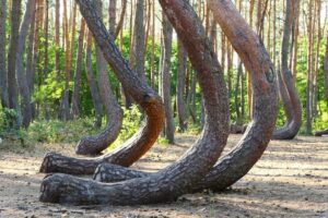 1602241162 krzywy las pge