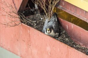 1616655350 sokol pgegiek