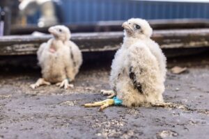 1620823356 sokoly obraczowanie