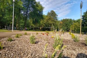 1654254184 mszana jsw