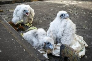 1683635418 sokoly elb