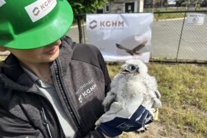 1685169945 sokol kghm