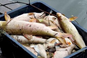 1690467938 odra ryby