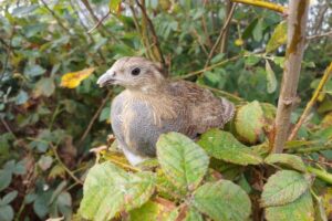 1695715125 kuropatwa pge giek