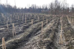 1710770630 nasadzenia kghm