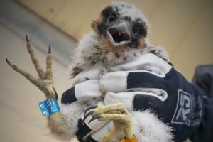 1716539547 sokol kghm