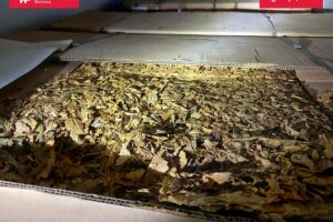 1718608891 nielegalnytyton