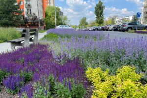 1720597019 zielonybudzet