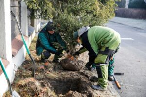 1741281521 nasadzeniakaw