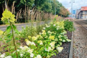 1744633720 nasadzeniazzm