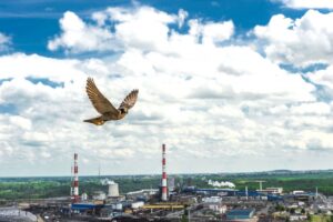 1745322127 sokoly w hucie