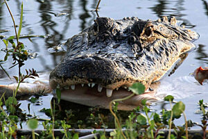 Aligator amerykanski interameryka com