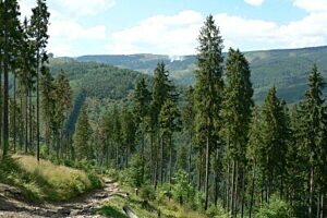 Lasy beskidy ibles pl