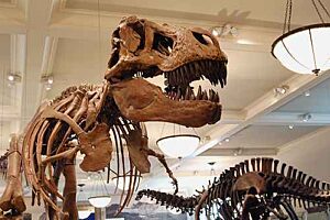 Skn dino kawiarnianaukowa pl