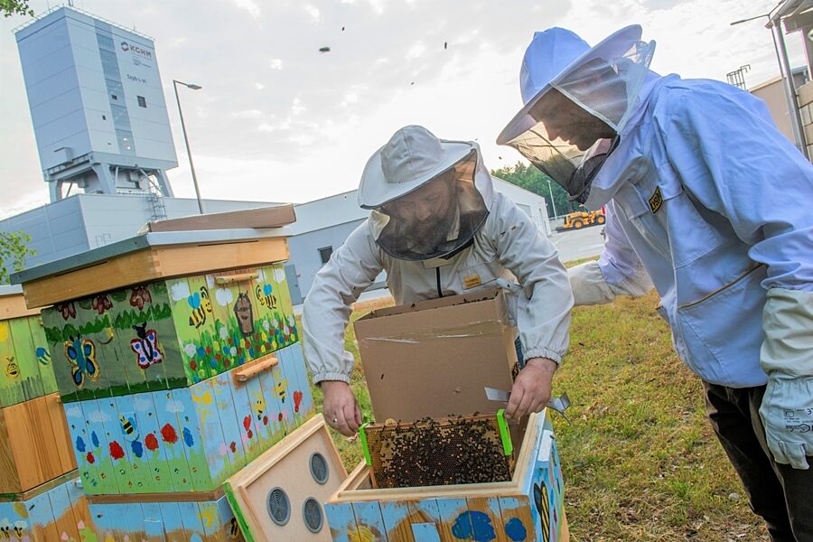 1656662256 miedziowe pszczoly2