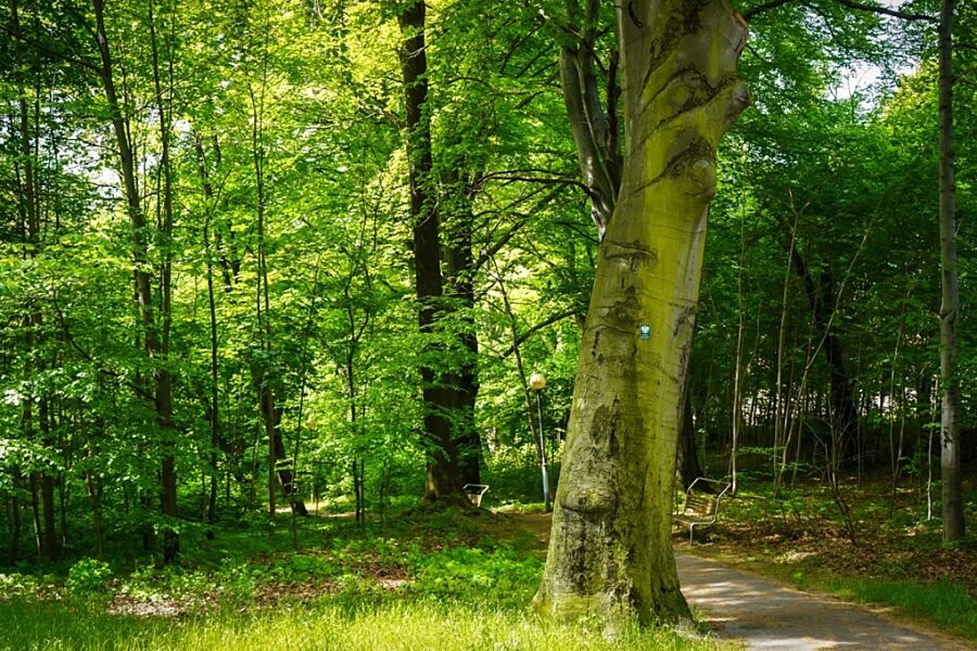 1750420436 murckikaw