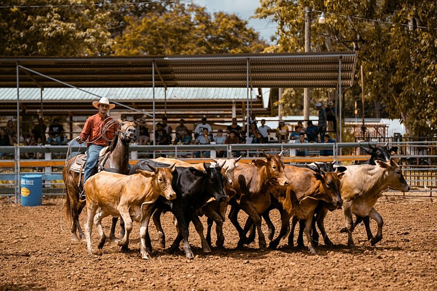 1757924219 horse 8206549 1280