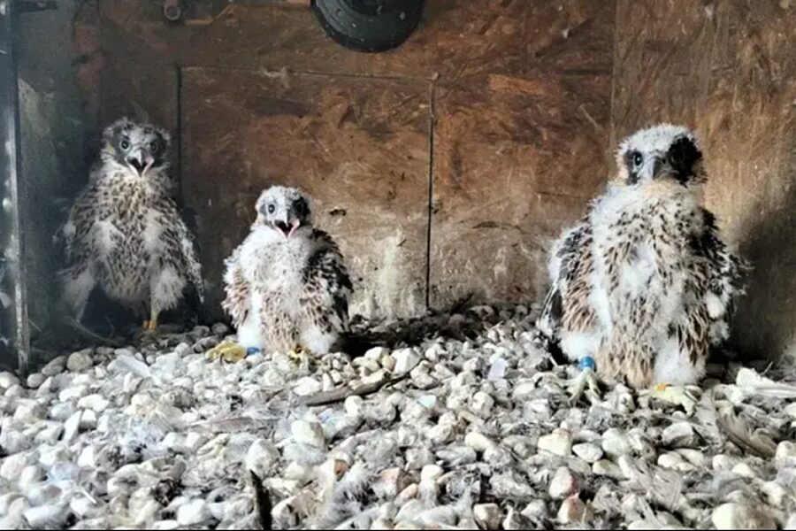 1686922962 kghm sokoly